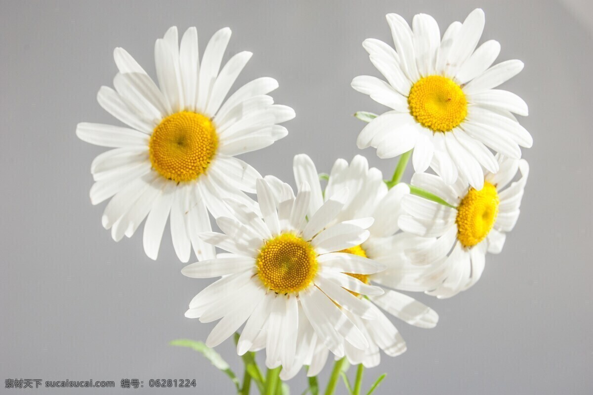 白色菊花 菊花 白色花 花朵 清新菊花 共享图 生物世界 花草