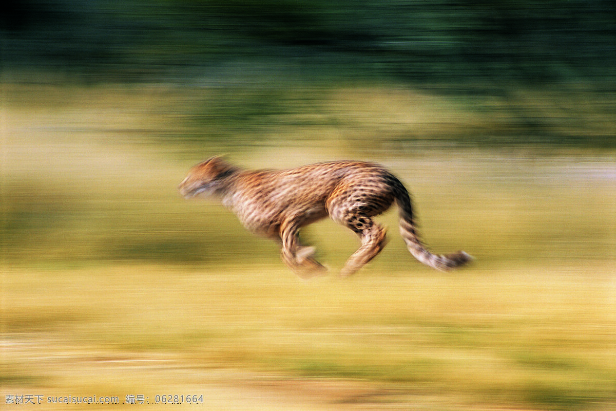 奔跑 猎豹 野生动物 动物世界 哺乳动物 金钱豹 豹子 摄影图 陆地动物 生物世界