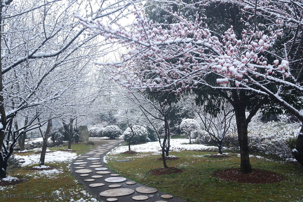 雪中梅 梅花 梅林 梅园 公园 红梅 红梅花 花树 生物世界 花草