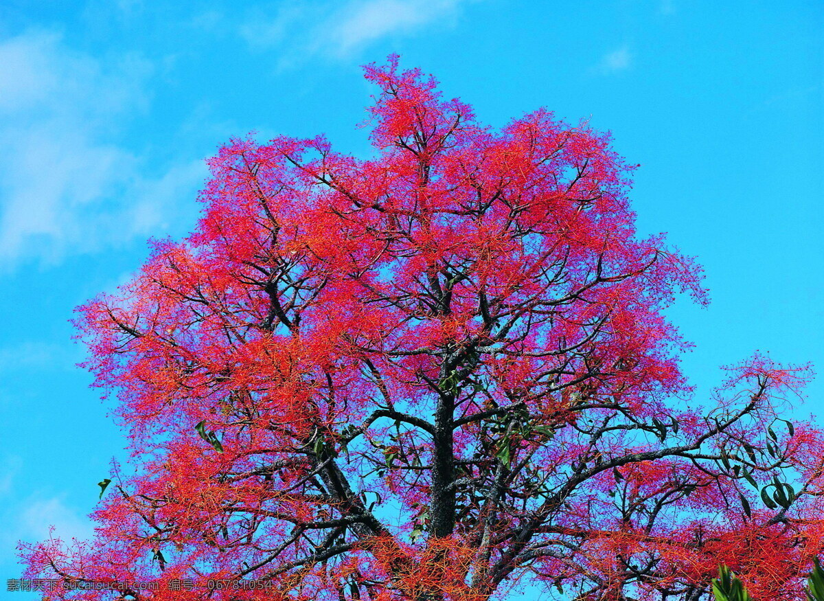 森林 风光 背景 风景 季节 旅游 森林风光 摄影图库 树 树林 树木 休闲 自然 自然风景 自然景观 生活 旅游餐饮