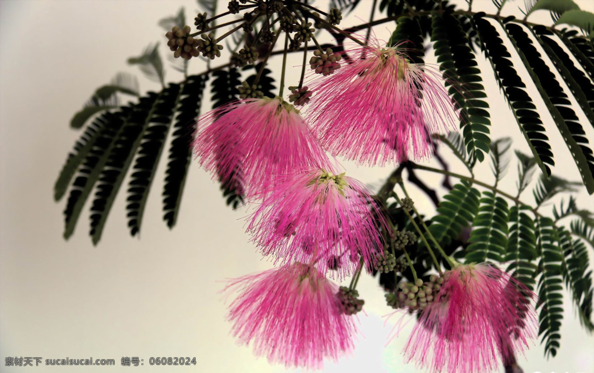 合欢花 夜合欢 夜合树 绒花树 粉色 植物 美丽 唯美 花朵 花 绒花 树叶 叶子 艺术 生物世界 花草