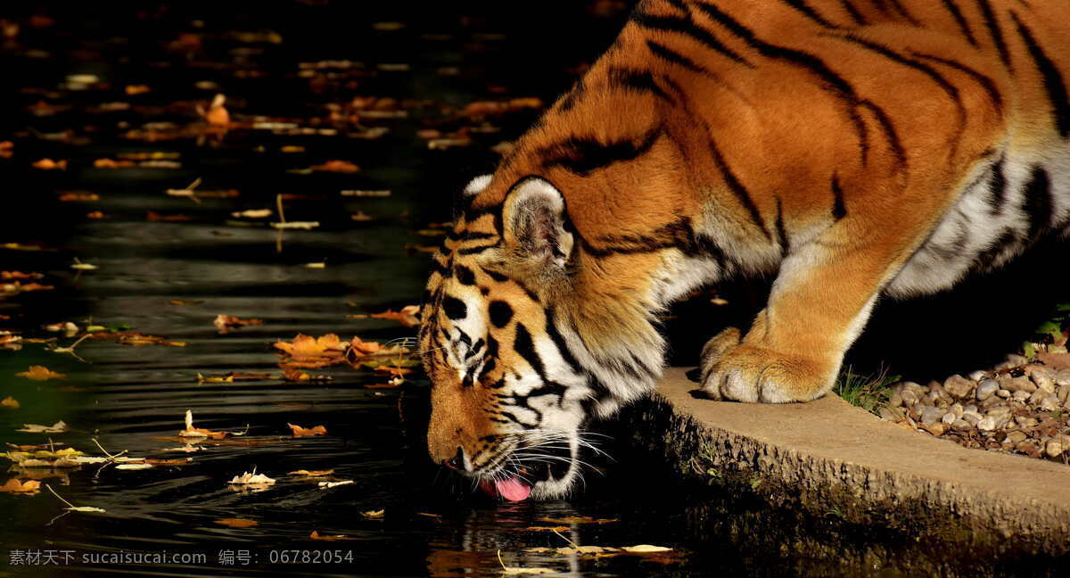 虎 捕食者 毛皮 美丽 危险图片 危险 猫 野生动物摄影 动物世界 动物 生物世界 野生动物