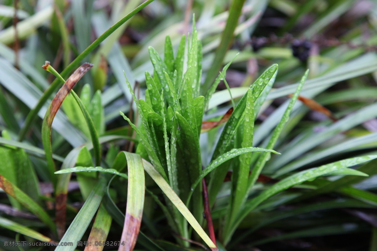 兰花 新春 春天 新叶 雨后 春雨 特写 花草 生物世界