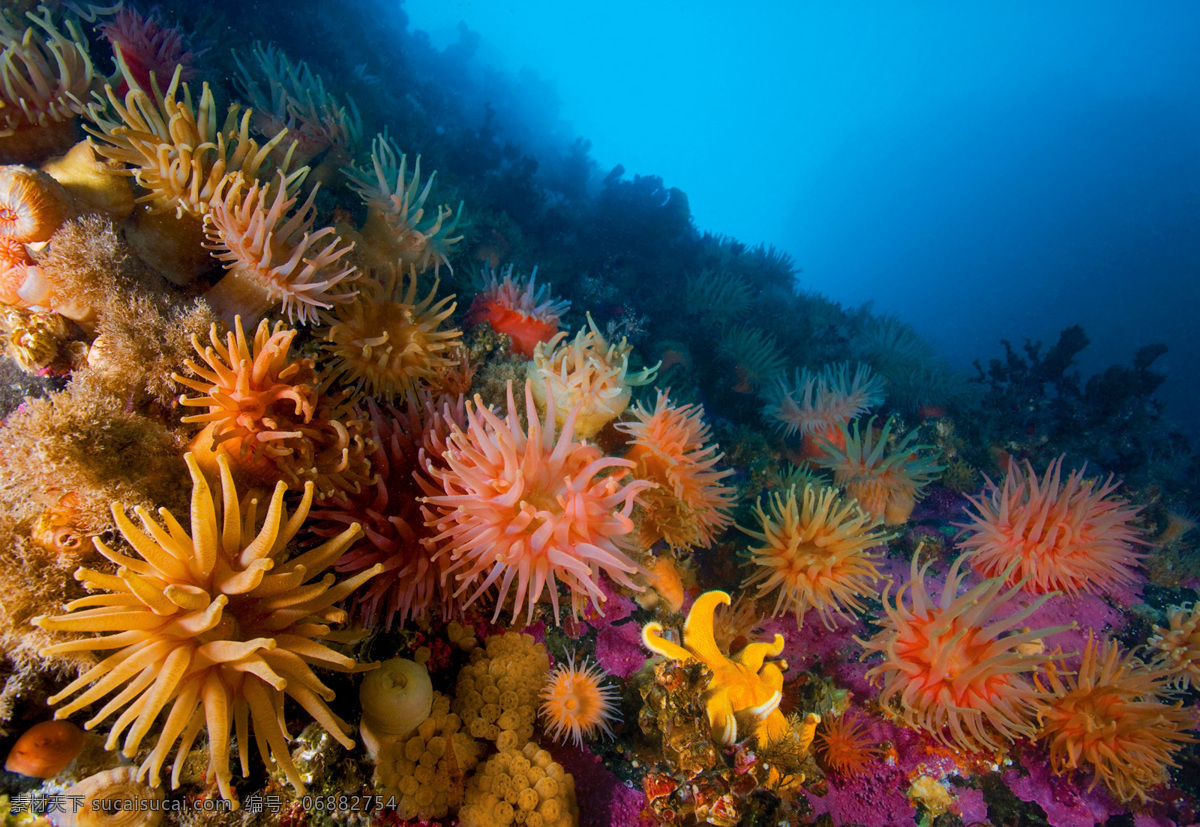 国家地理 海底 海葵 珊瑚 软珊瑚 挪威 生态 人文 自然风景 旅游摄影