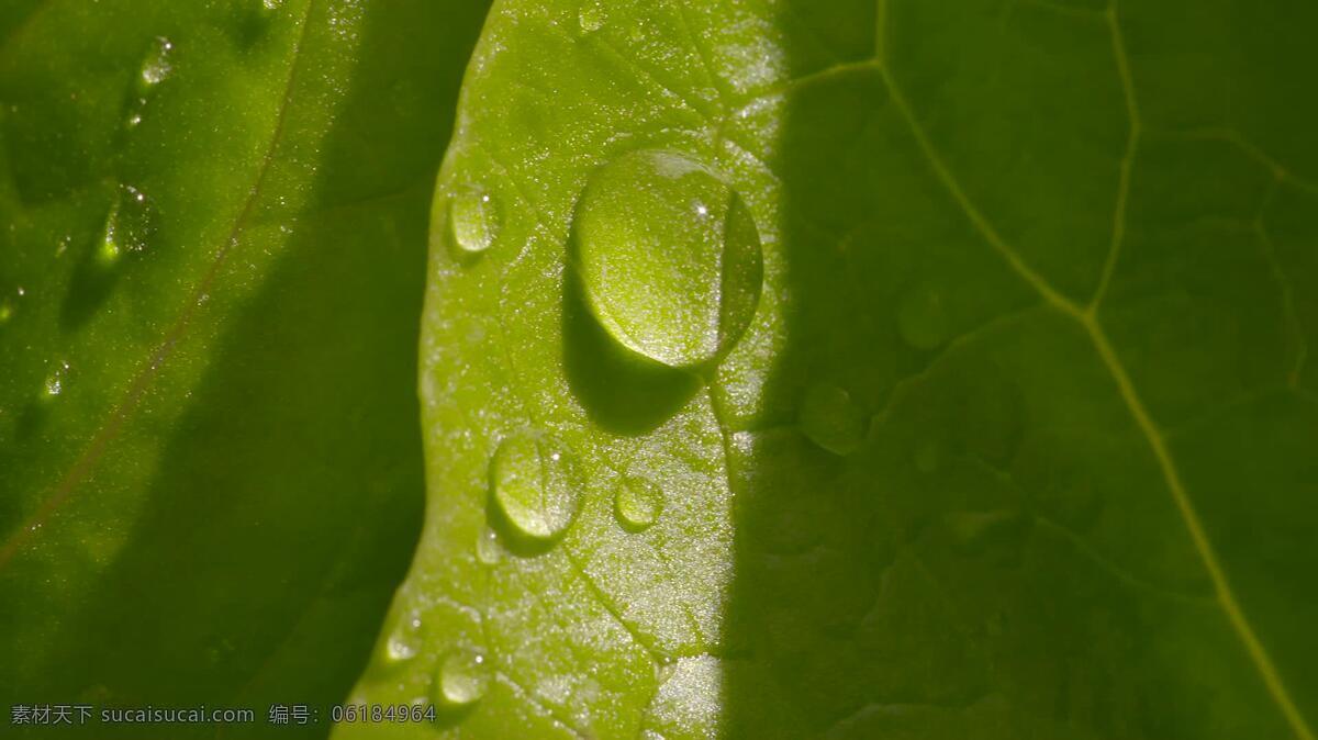 叶面水滴 背景 自然 水 叶 绿色 滴 植物 矢量 液滴 摘要 颜色 模式 纹理 自然的 新鲜的 明亮的 生活 细节 宏 新鲜 有机的 环境 持续性 植物区系 潮湿的 健康的 特写 阳光 植物学 生长 蔬菜