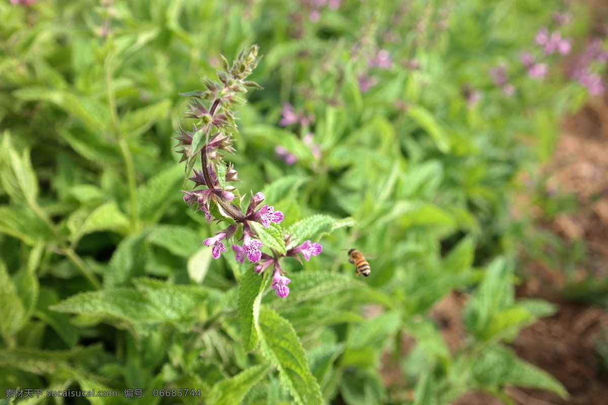 螺丝菜开花了 螺丝菜 开花 授粉 蜜蜂 种植