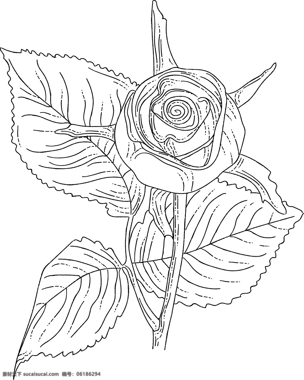 线 稿 图 绘画 植物 花朵 简笔线条 线条绘画 植物花朵 树枝 绘画线条 线稿图 巴洛克风格 文化艺术 绘画书法