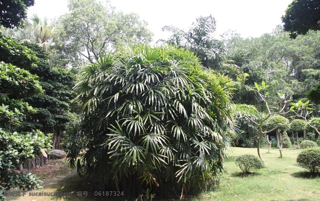 棕竹全貌 棕榈科植物 植物 植物素材 植株素材 棕竹 生物世界 花草