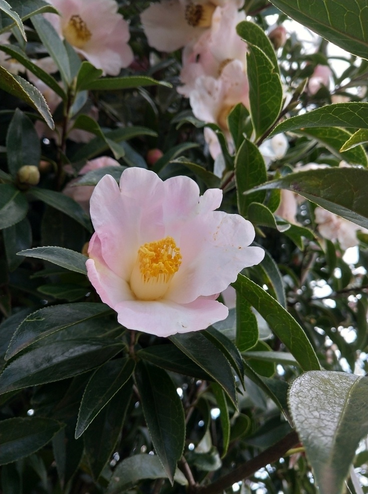 山茶花 粉红色 花 植物 自然 花瓣 摄影集 生物世界 花草
