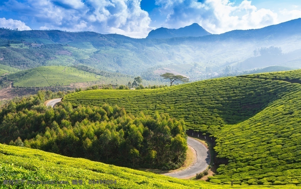 茶 茶树 茶园风光 采茶 风景 自然景观 田园风光