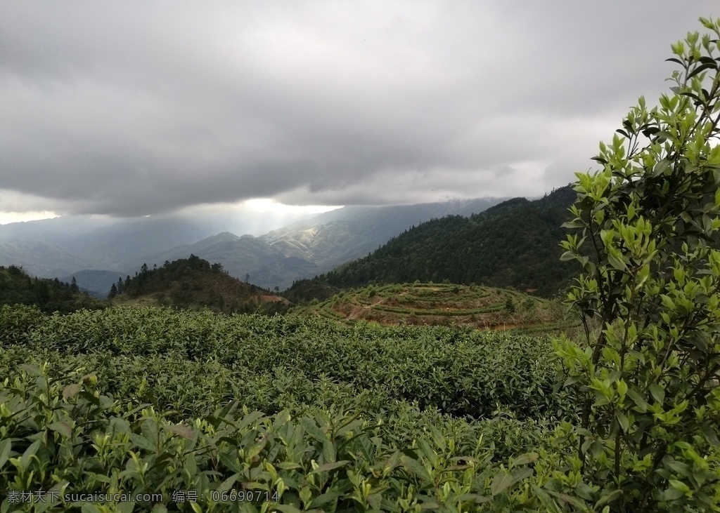 茶园 茶叶 雾 清新 山 自然景观 田园风光