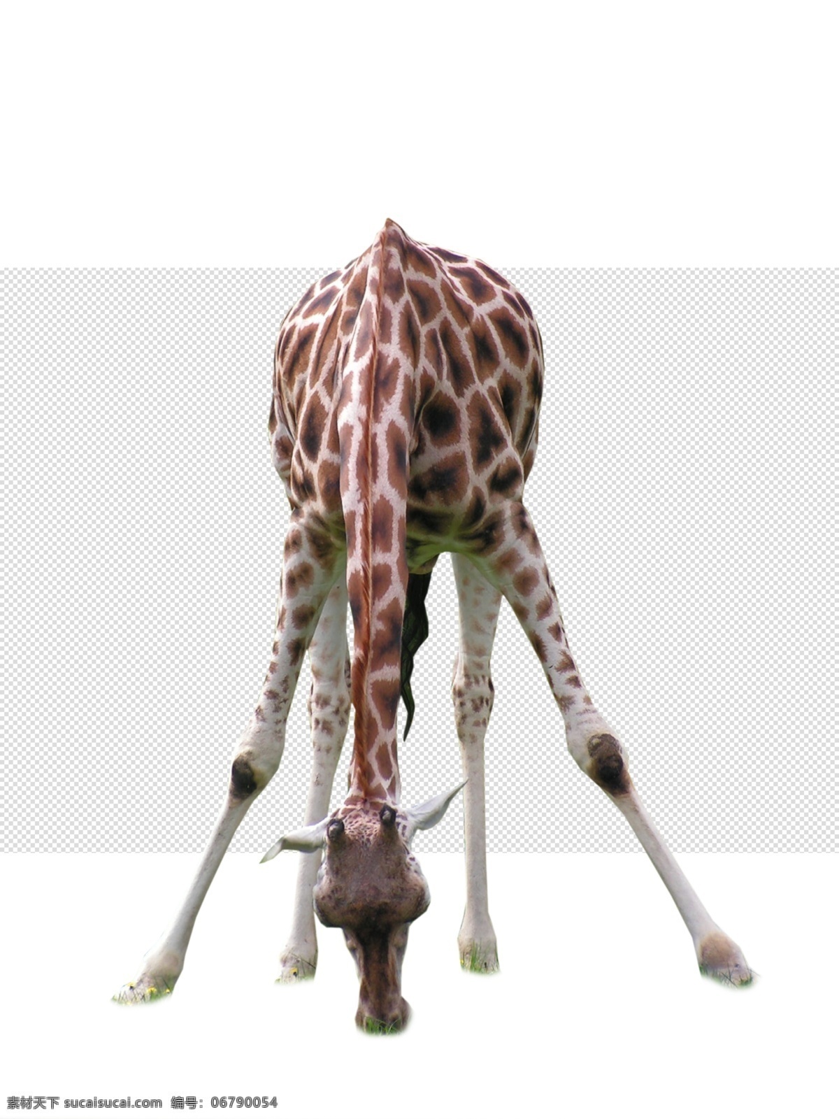长颈鹿图片 长颈鹿 鹿 长脖子 最长脖子 长颈 透明底 动物 免抠图 psd分层图 分层图 免扣 透明 透明背景 物 分层