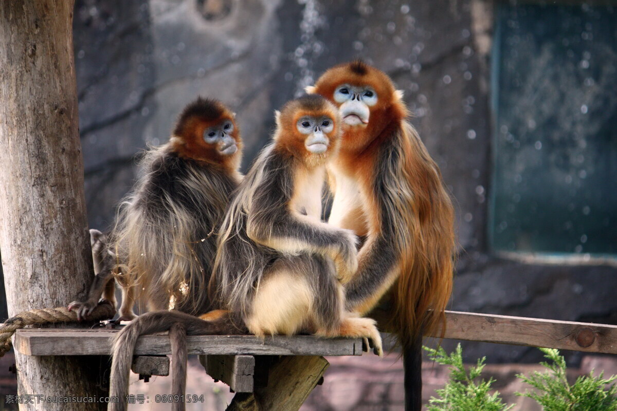 金丝猴全家福 金丝猴 猴子 野生动物 生物世界