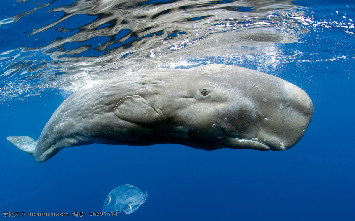 鲸鱼 大头鲸 座头鲸 海水 海鱼 鲸鱼写真 动物图片 生物世界 野生动物