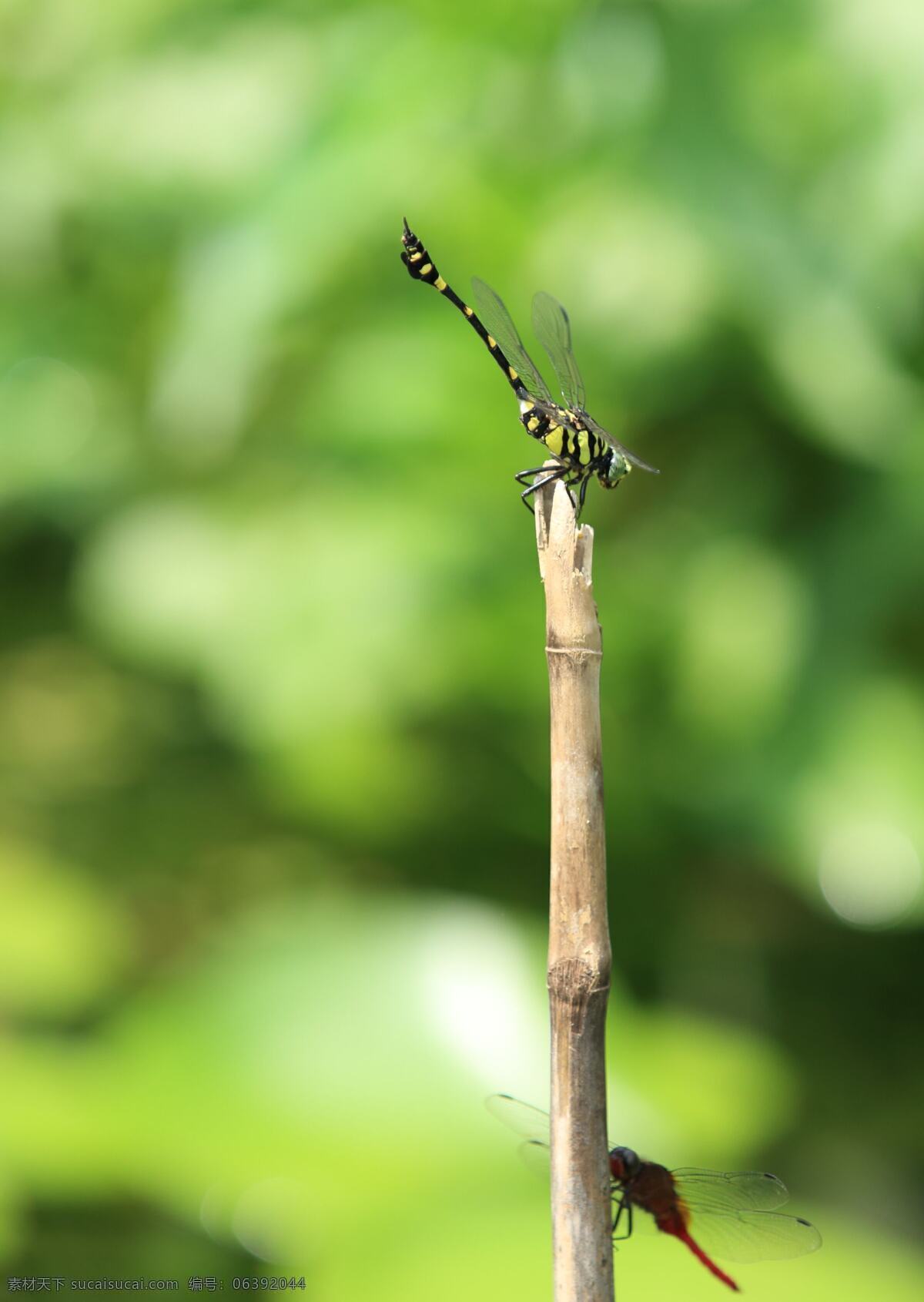 黑蜻蜓 竹子 嬉戏 红蜻蜓 停留 生物世界 昆虫