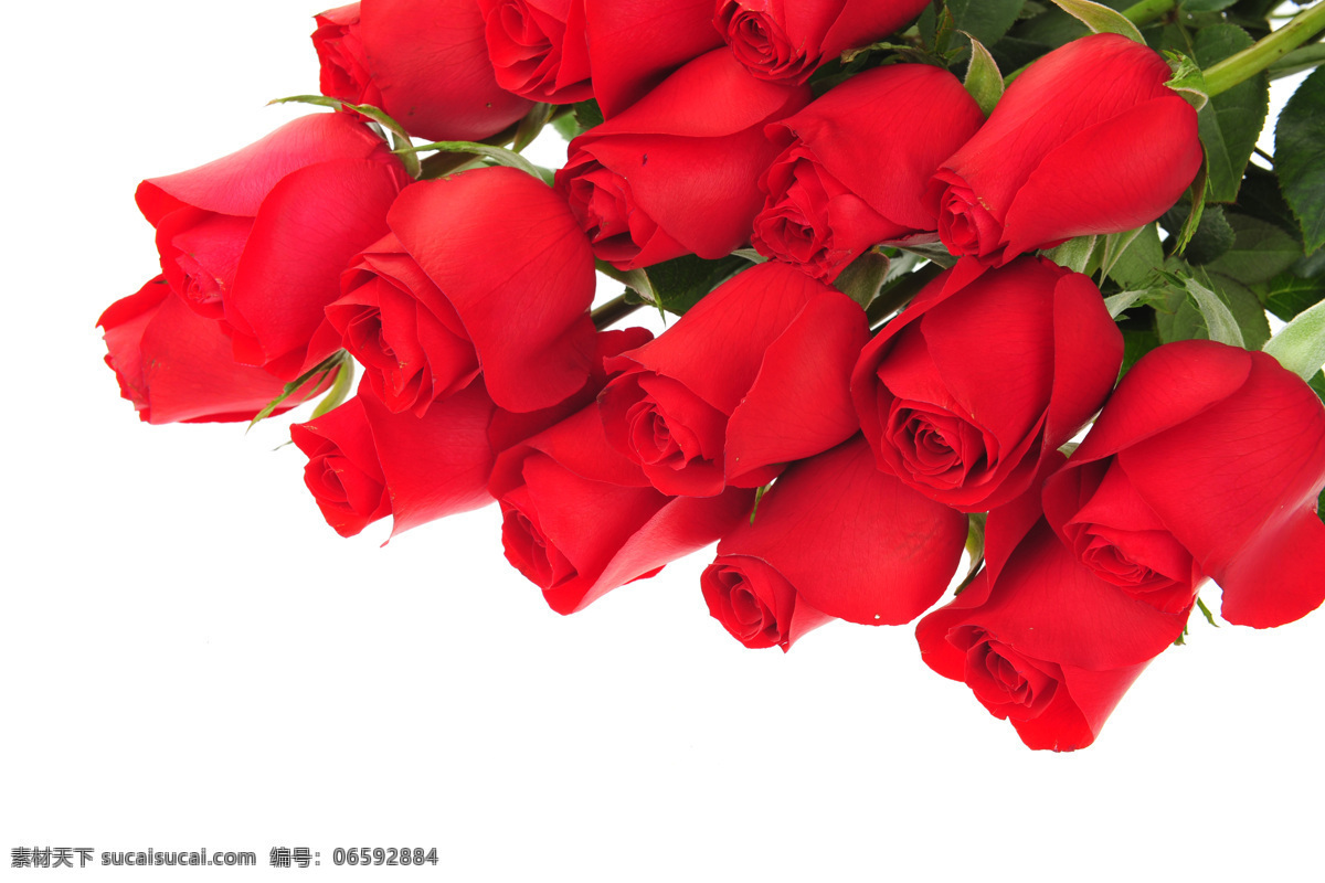 鲜艳 玫瑰花 红玫瑰 鲜艳花朵 美丽鲜花 漂亮花朵 花卉 鲜花摄影 花草树木 生物世界