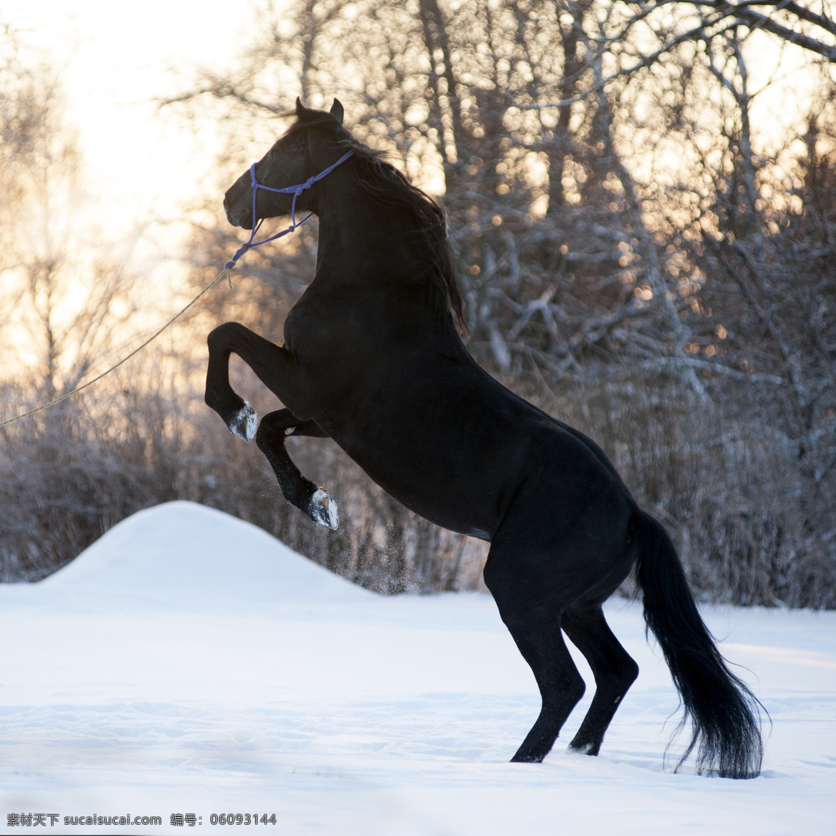 雪上 黑马 奔马 马匹 骏马 动物摄影 雪地风景 美丽雪景 陆地动物 生物世界