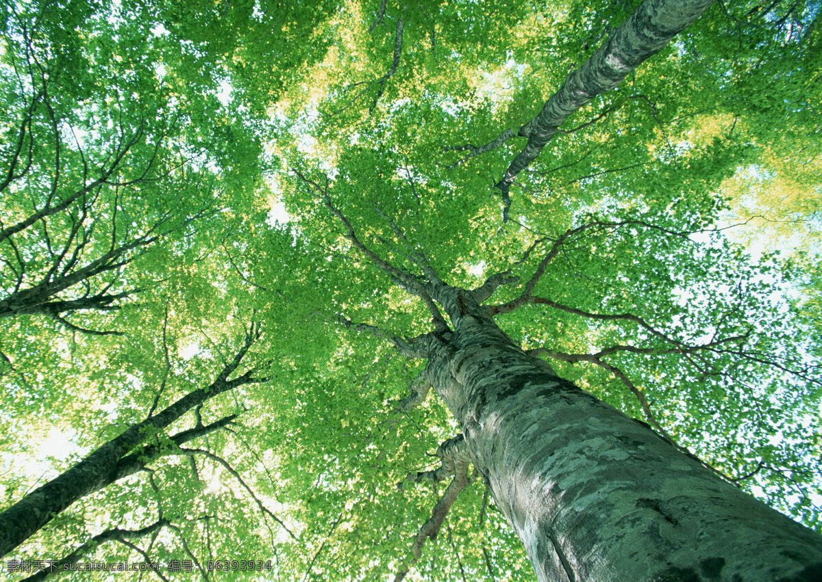 树林图片 森林树木 树林风景图片 树林高清图片 树木树叶 植物素材 生物世界 高清图片 花草树木 绿色