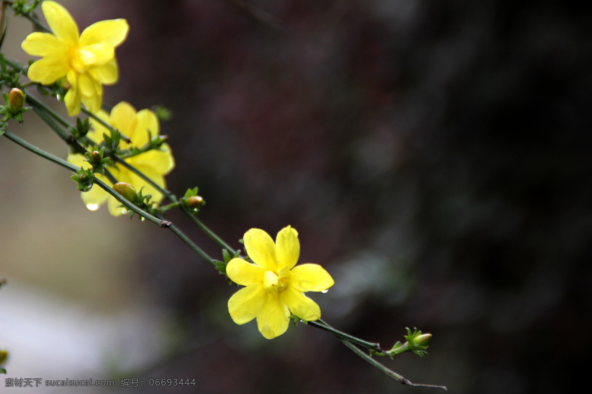 春季 春天 春意 花 花草 花朵 花卉 花蕾 迎春花 靓丽 盛开 特写 自然 开花 颜色 美丽的 盛开的 可爱 漂亮 鲜艳的 枝条 叶子 黄色小花 小喇叭 日景 室外 植物花卉 生物世界 psd源文件