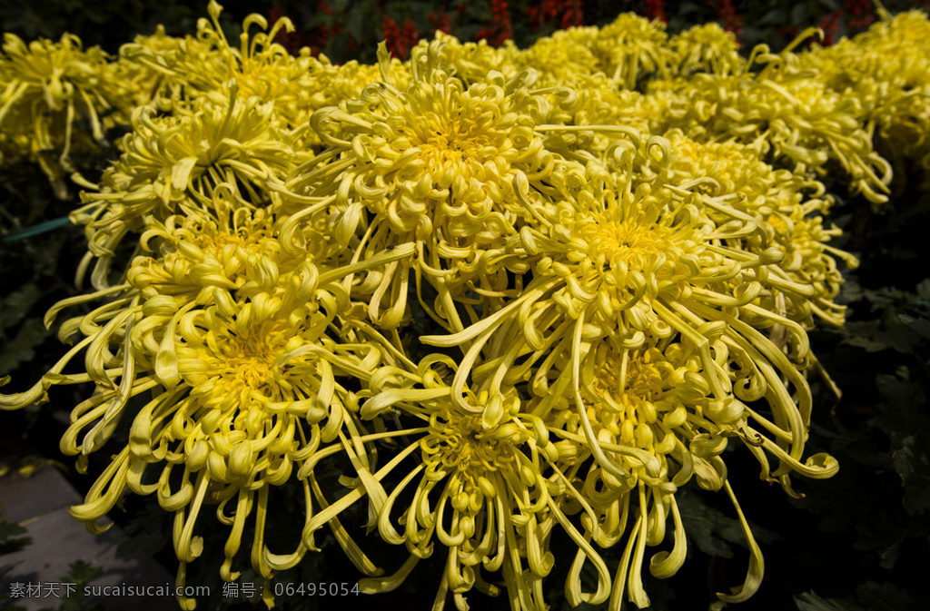 花卉 菊花 黄菊花 盆栽花卉 花卉摆放 植物花卉 生物世界 花草 黑色