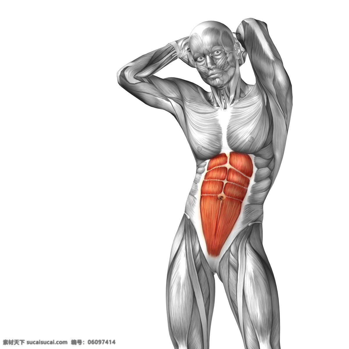 胃部 受伤 人体 人体器官 人体模型 人体结构图 受伤骨折 身体红肿 医疗护理 生病 生理疾病 受伤人物 现代科技