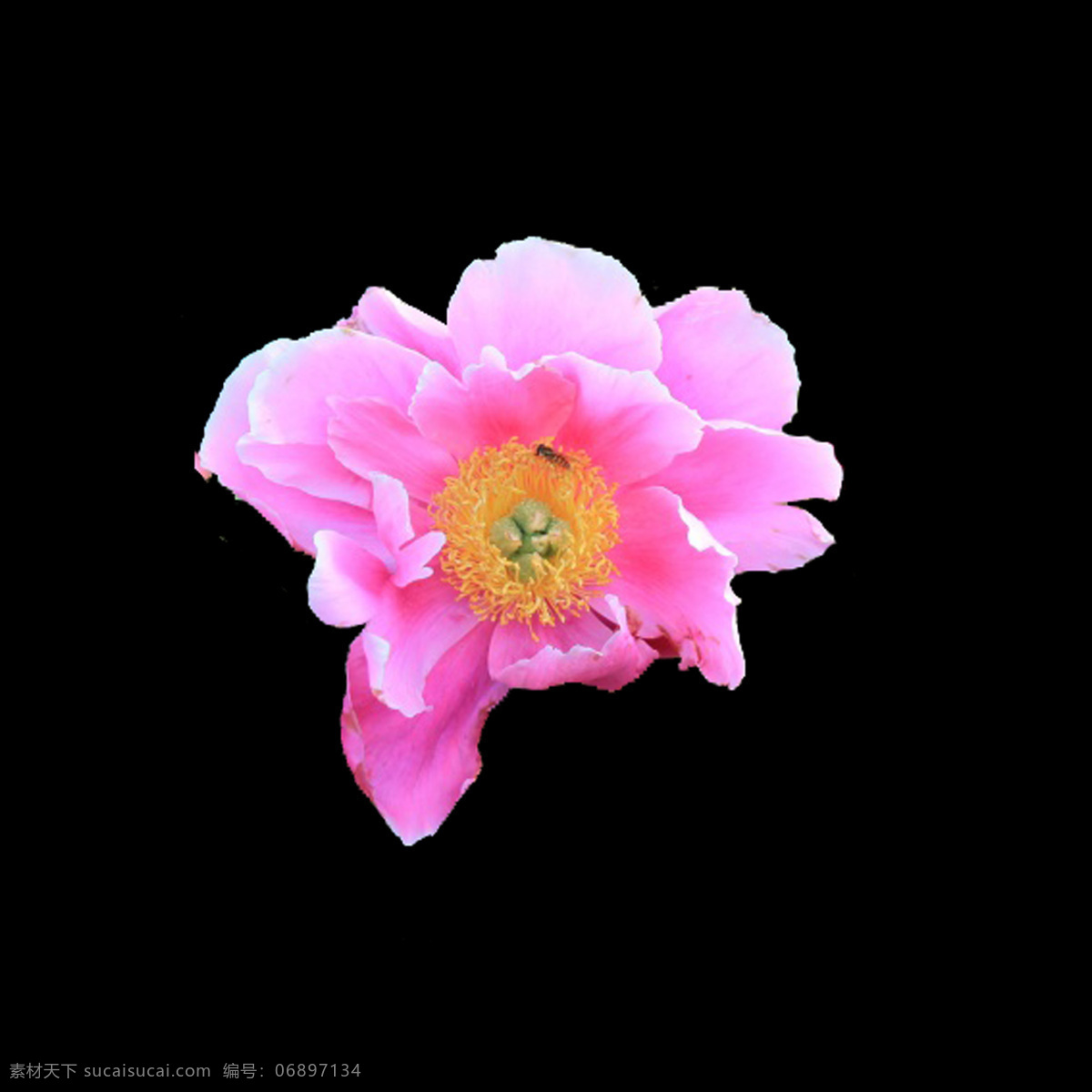 位图 写实花卉 植物 花朵 免费素材 面料图库 服装图案 黑色