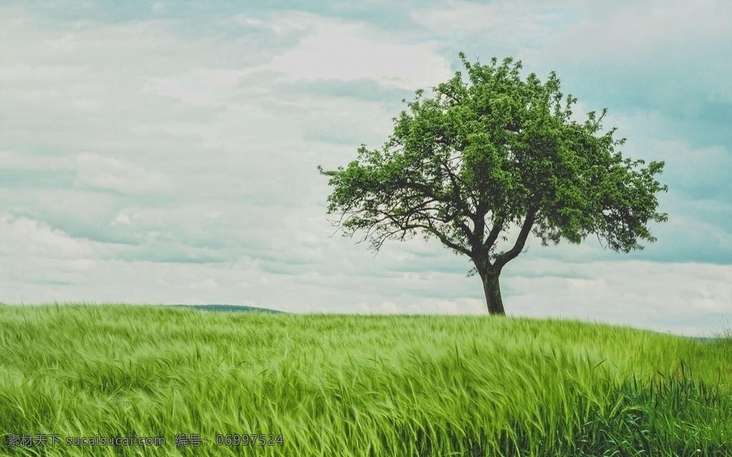 大树 树 夏 夏天 树摄影 森林 tree 草原 草地 草 大自然 风景 自然景观 自然风景