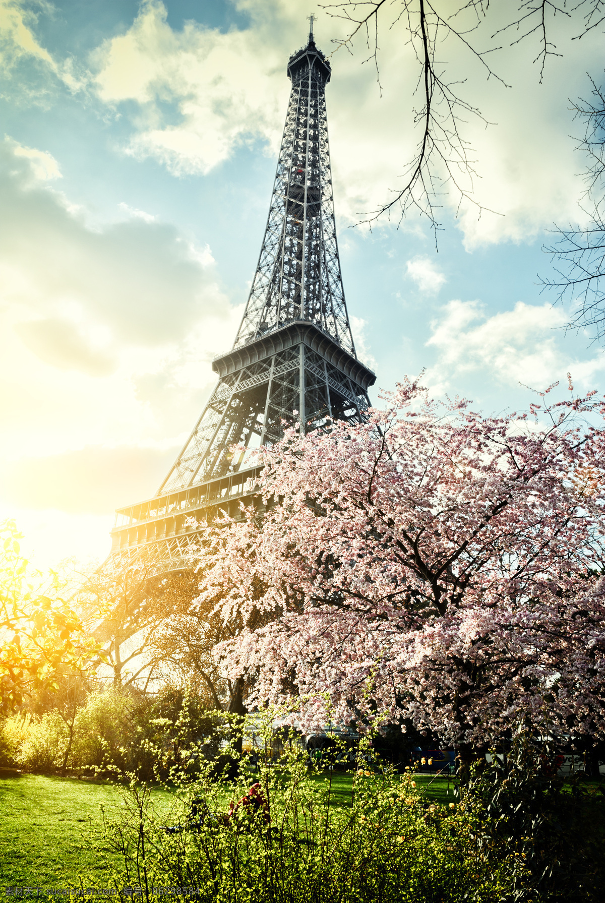 艾菲尔铁塔 下 花树 美丽花树 粉红花树 桃花 花朵 植物 花枝 梦幻背景 其他风光 风景图片
