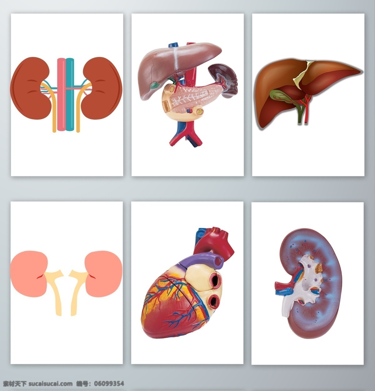 人体 内脏 器官 免 抠 人体内脏器官 手绘 心脏 肝脏 肾脏 设计素材 元素 透明png png格式 分层 背景素材