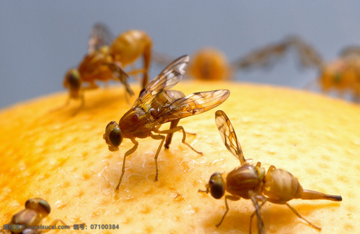 苍蝇 橙子 桔子 水果 飞虫 昆虫 昆虫虫子 生物世界