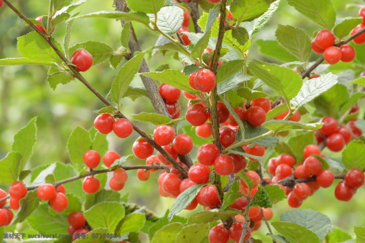 红色果实 果实 植物 水果 成熟 绿叶 红色 枝叶 园林景观 绿化景观 果品果实 生物世界