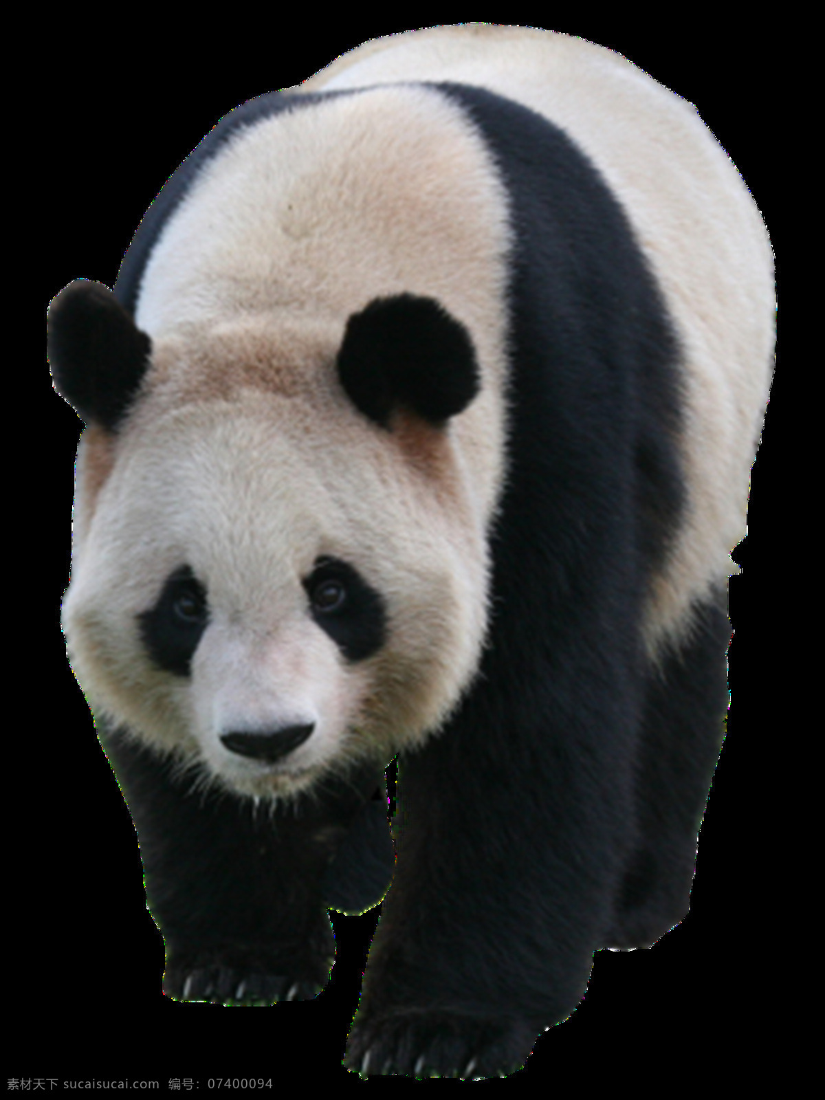 熊猫图片 熊猫 小熊猫 大熊猫 png图 透明图 免扣图 透明背景 透明底 抠图 生物世界 野生动物