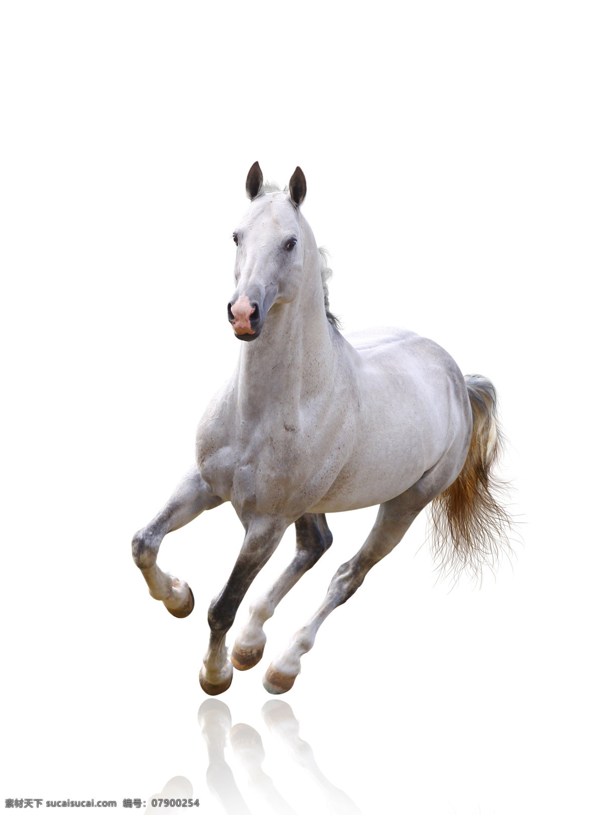 狂奔 白色 马 一匹 奔跑 白马 飞奔 骏马 马匹 小马驹 动物 陆地动物 生物世界