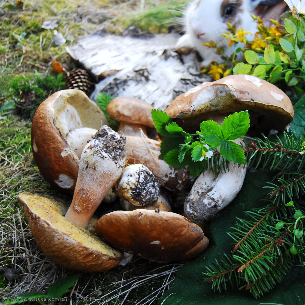 草地 里 蘑菇 松枝 食物 美食 绿叶 蘑菇图片 餐饮美食