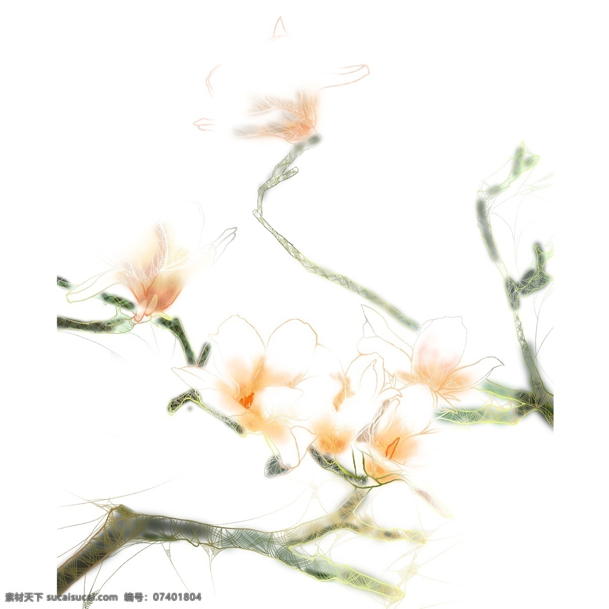 复古 手绘 玉兰花 植物 透明感 插画 卡通 花卉 花朵