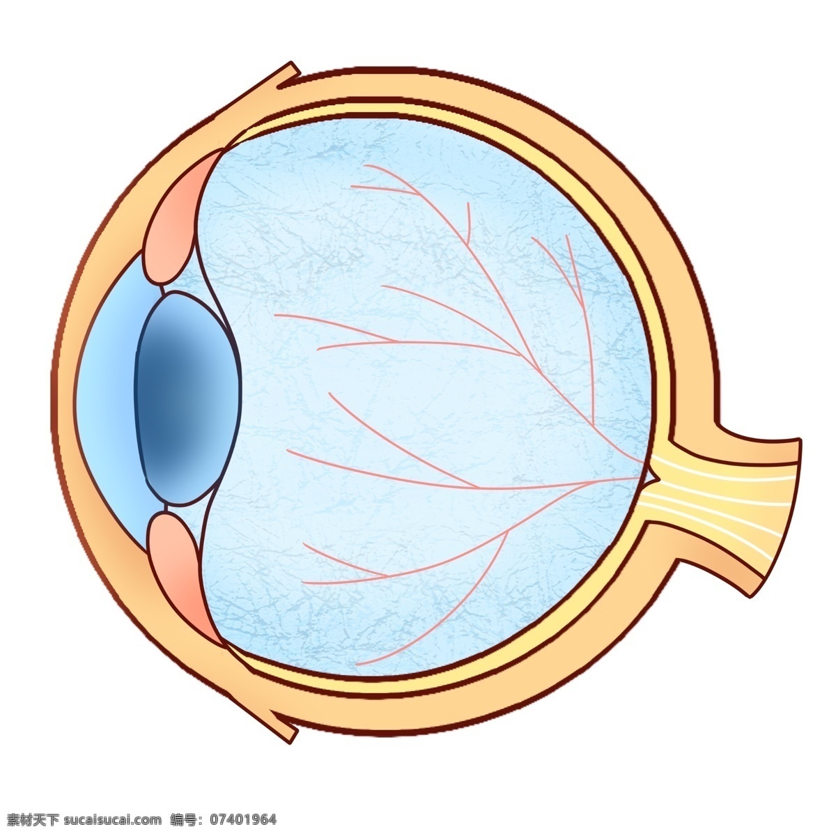 卡通 人体 眼球 器官 蓝色 眼角膜 眼睛 卡通眼球 人体眼球 眼球器官 蓝色眼球