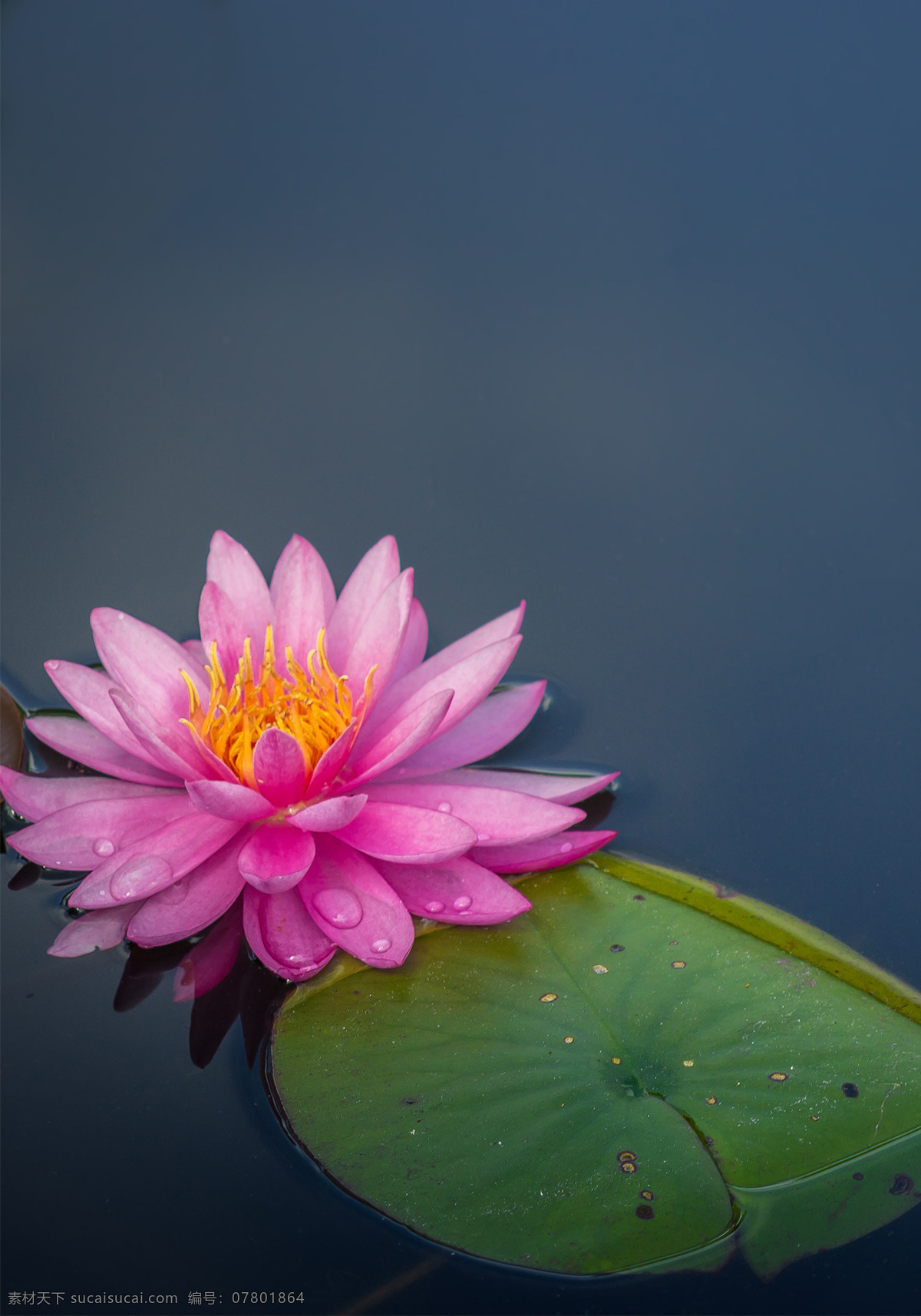 绿色植物 植物 花朵 莲叶 荷花 荷叶 莲花 花瓣 粉色花瓣 粉色花朵