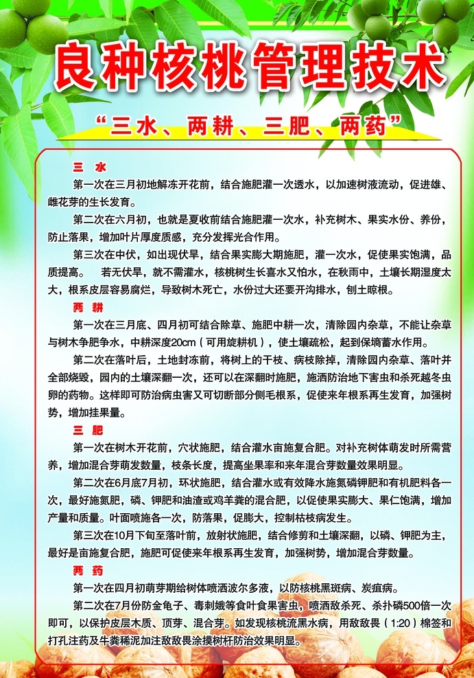核桃管理技术 良种核桃管理 核桃管理 核桃 蓝色绿色背景 分层