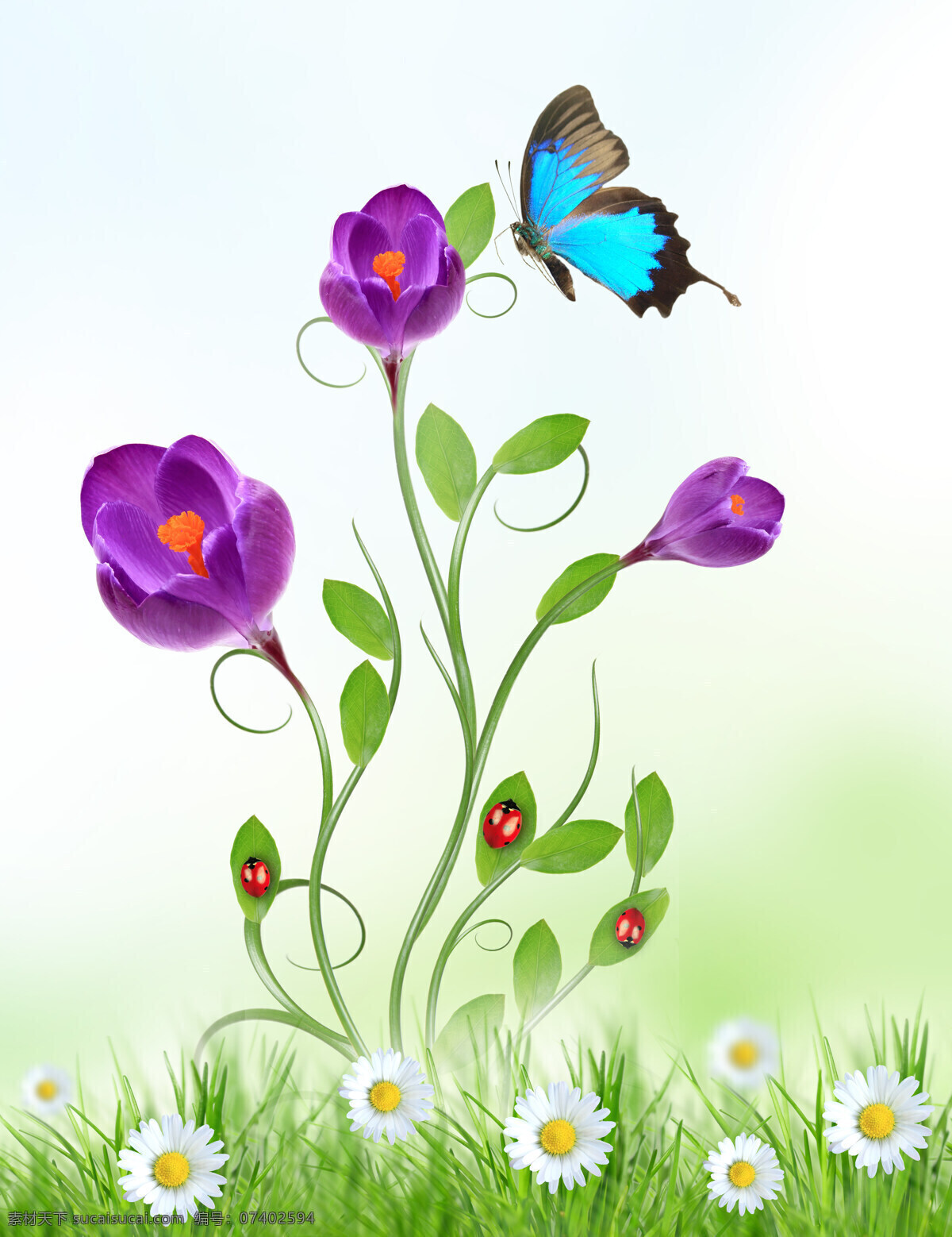 紫色花朵 植物 昆虫 蝴蝶 七星瓢虫 菊花 青草 绿草 紫色的花朵 高清图片 背景底纹 底纹边框