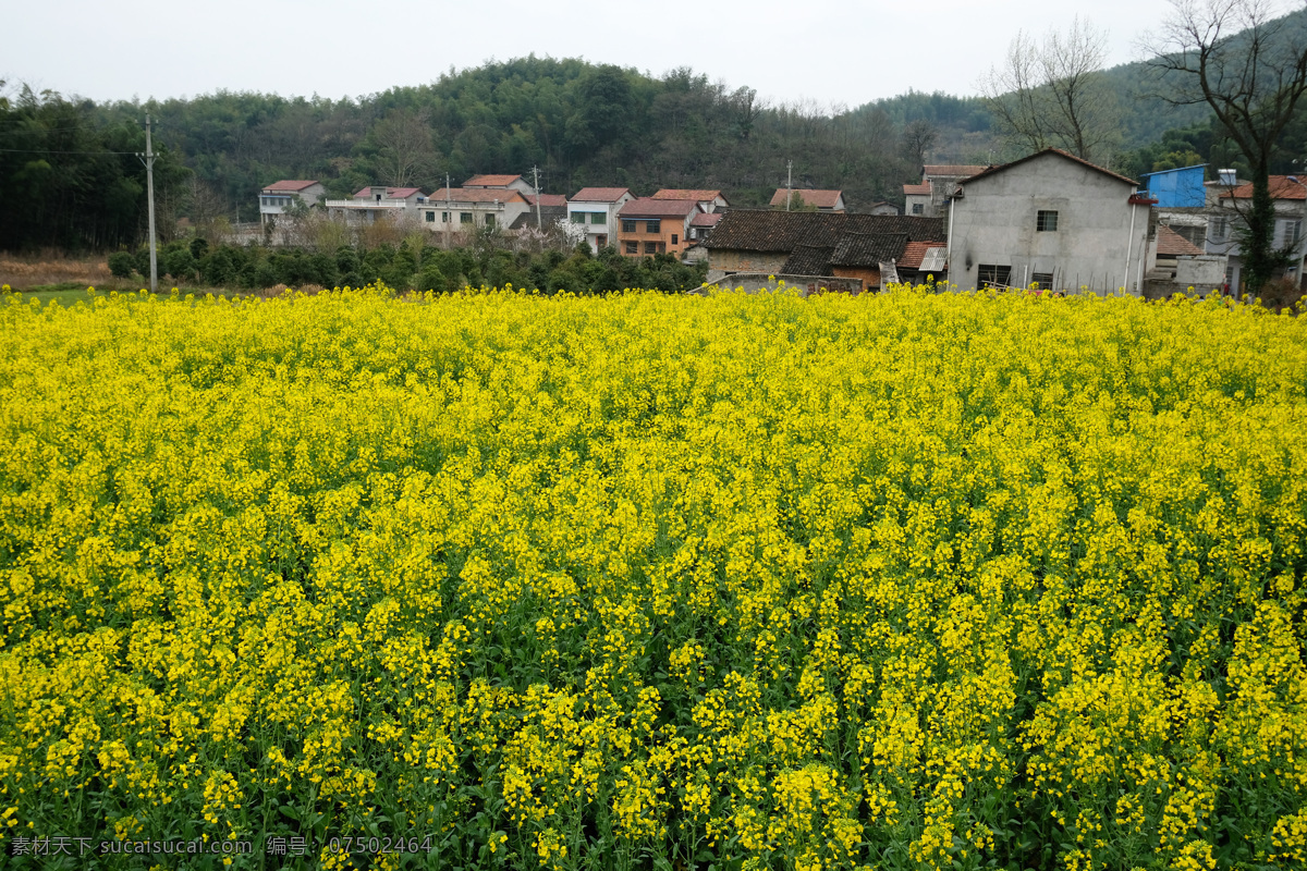 农村油菜田 油菜花 油菜 油菜田 菜花 农家 田野 生物世界 花草