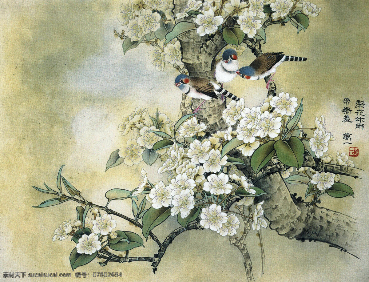 梨花 沐 雨带 娇羞 美术 绘画 中国画 工笔画 花鸟画 花木 鸟儿 国画艺术 国画集64 绘画书法 文化艺术