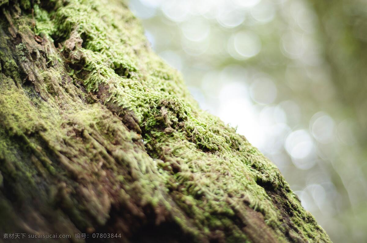 树木上的青苔 树木 绿色 森林 青苔 苔藓 生物世界 树木树叶