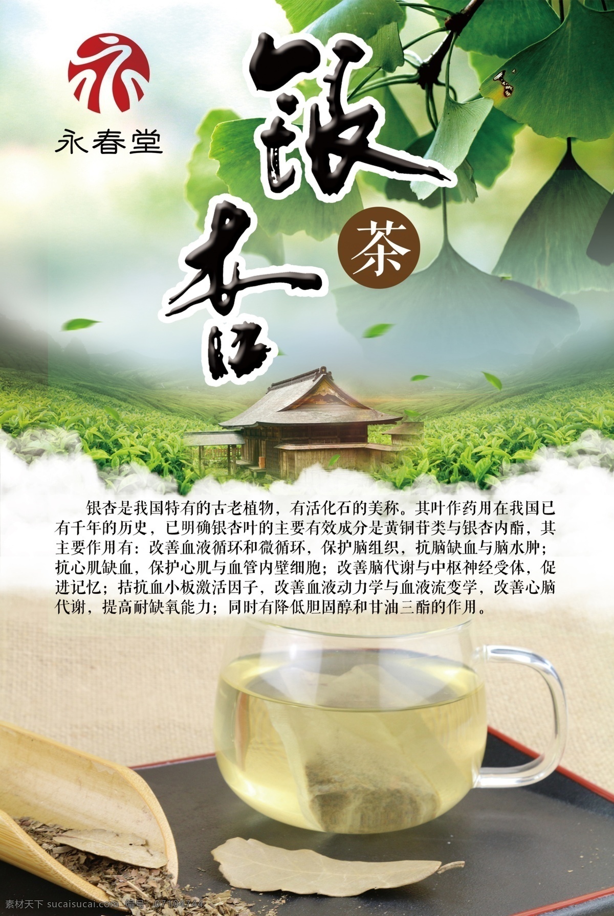 银杏 茶 展板 银杏茶 茶叶 绿色 健康 水 永春堂 中药 中医 保健 饮料 海报 展板模板