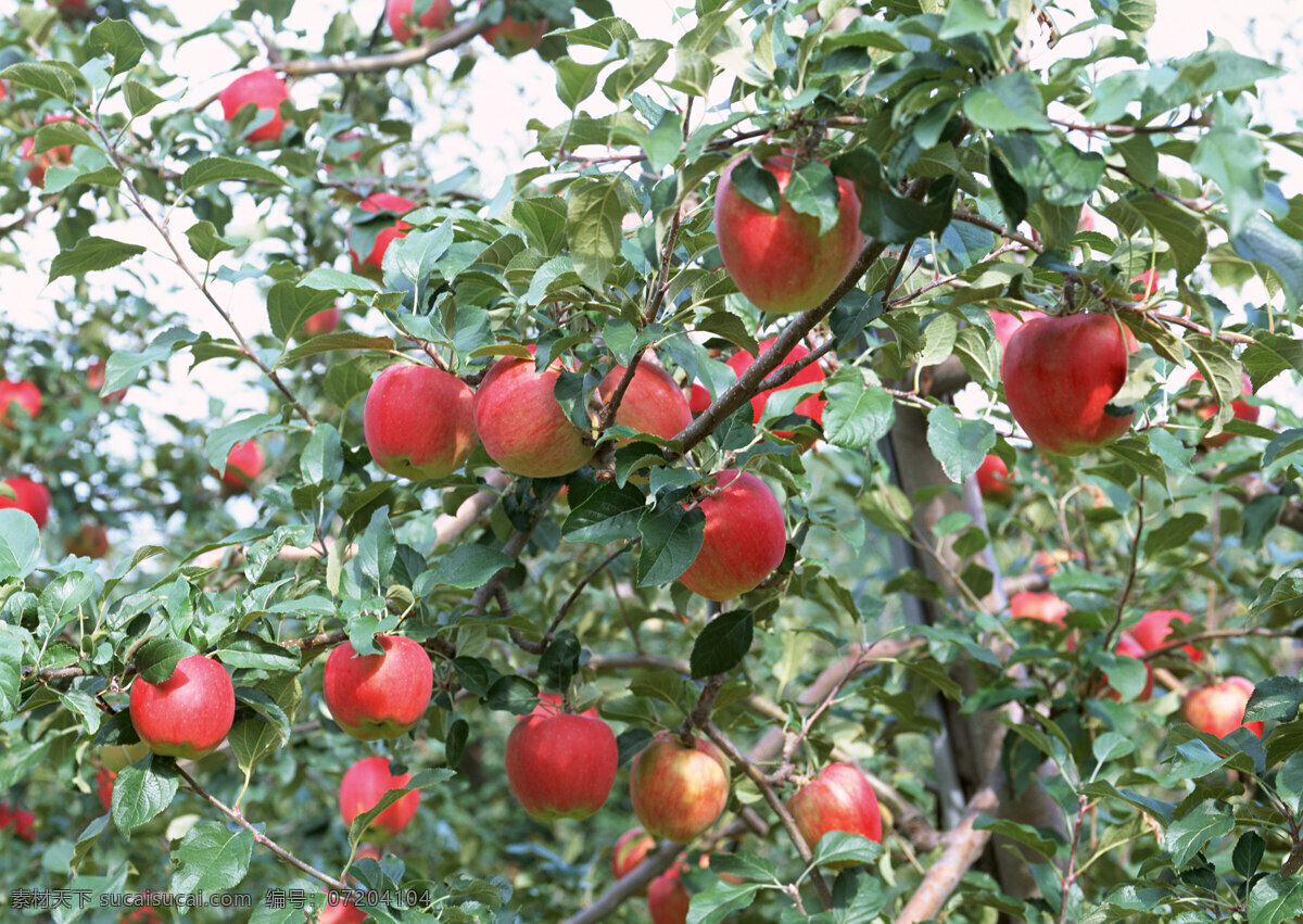 苹果 水果 红色 园林风光 自然景观 田园风光 水果摄影 摄影图库 苹果图片 餐饮美食