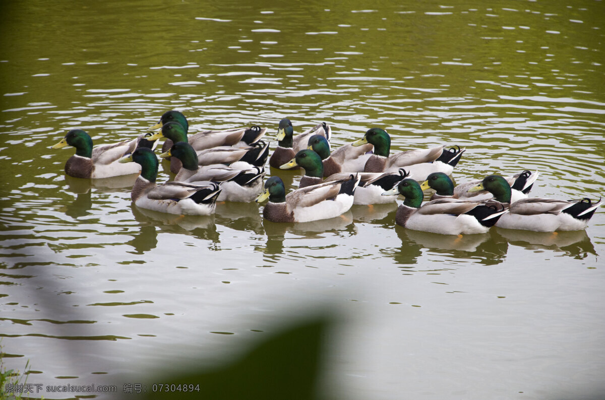 簇拥 成群 绿头鸭 鸭子 水 倒影 鸭 生物世界 家禽家畜
