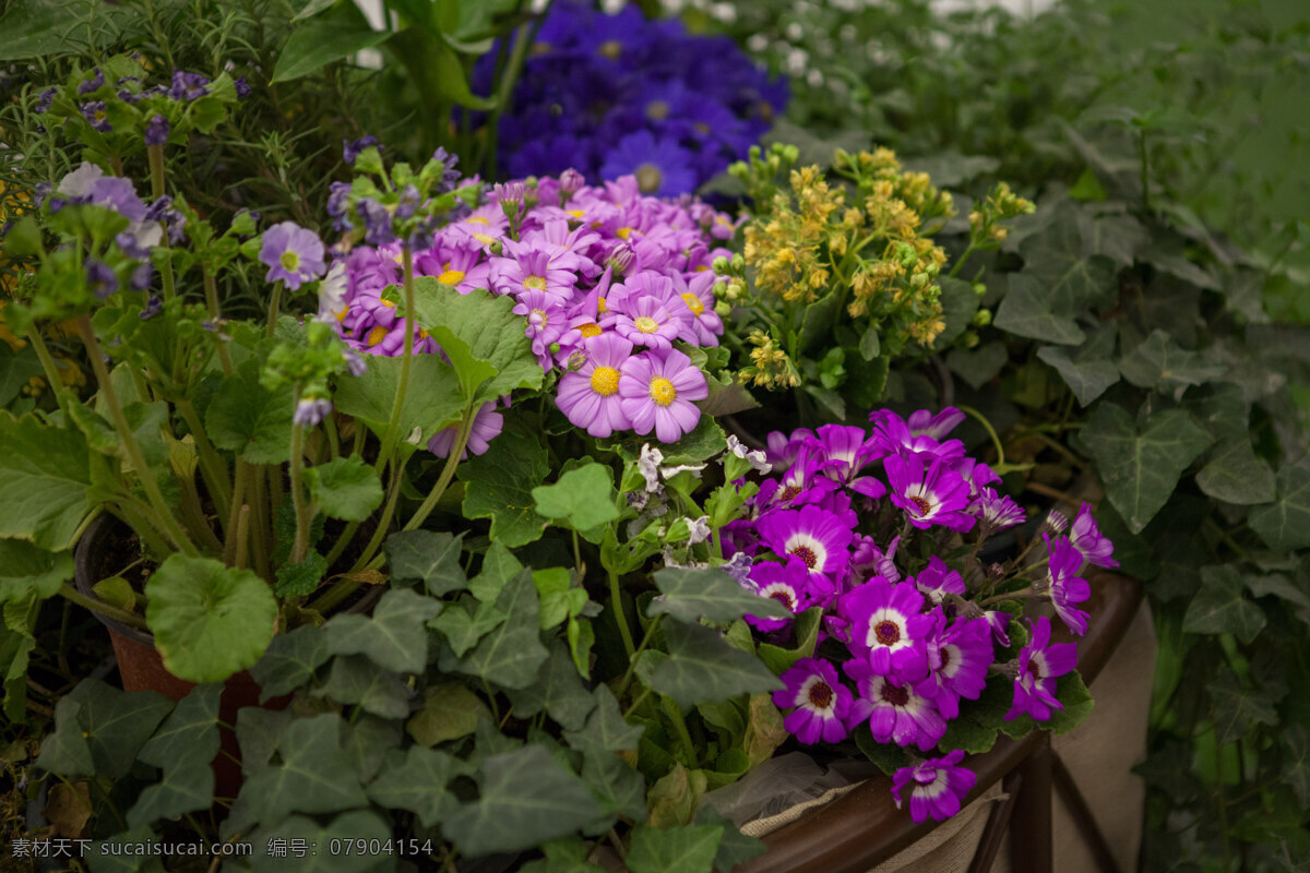 绿植 租摆 仿真树 植物 树 商场植物 景观 花 草 植物组团 仿真植物 生物世界 花草