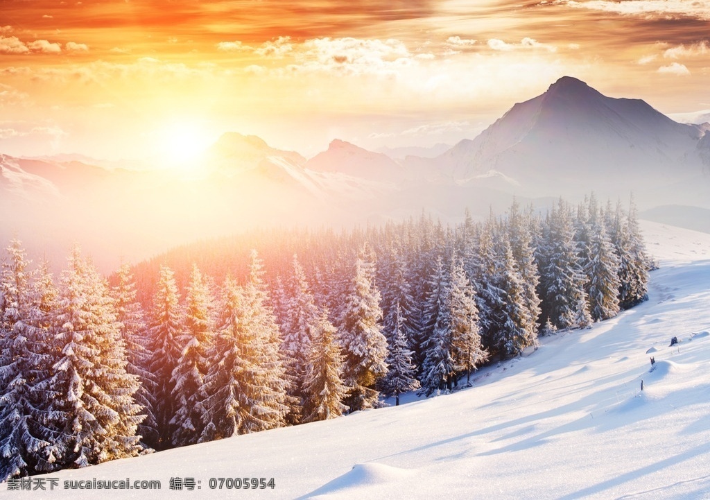 雪地 冬天 冬季 白雪 森林 雪松 雪山 松树 风景 自然 美景 晚霞 日落 夕阳 阳光 光线 自然景观 自然风景