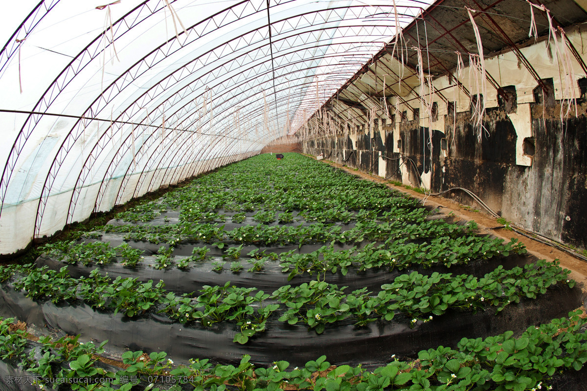 日光温室 内 草莓 种植 大棚 绿色食品 现代农业 高清图片 设施农业 农业生产 现代科技
