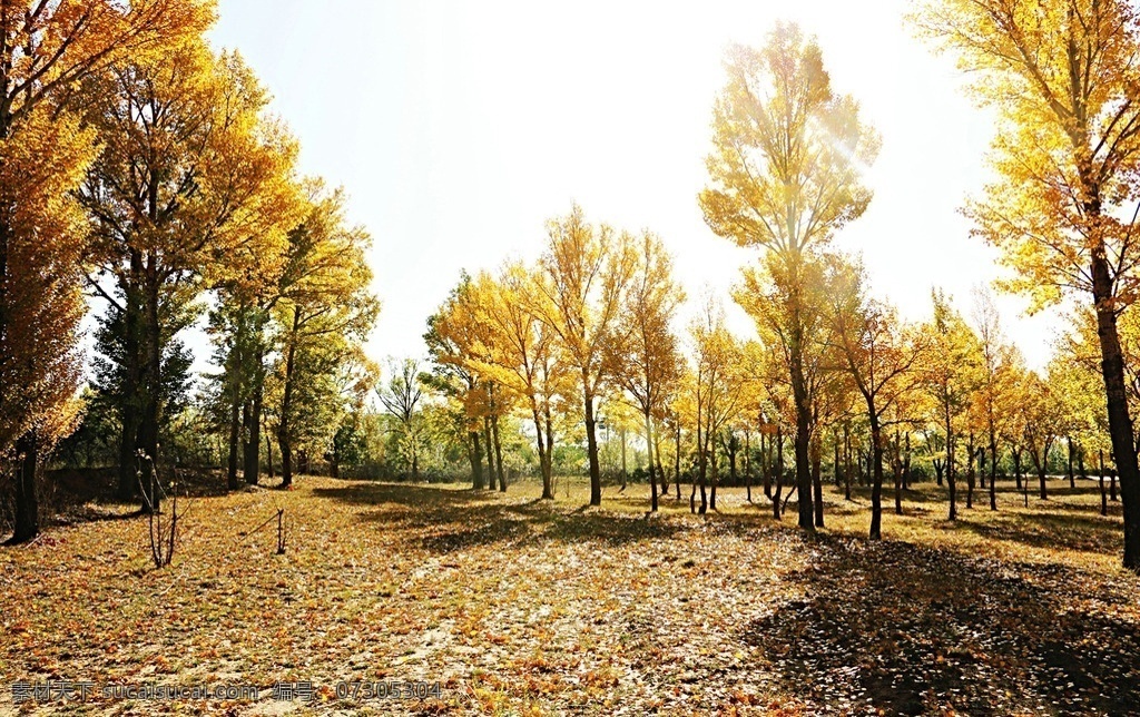 秋 色 秋色 深秋 黄树叶 银杏林 黄叶 秋景 自然景观 自然风景