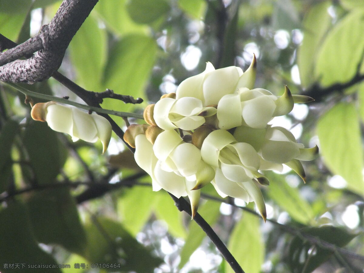 禾雀花 白色 串 禾雀 花 生物世界 花草 黑色